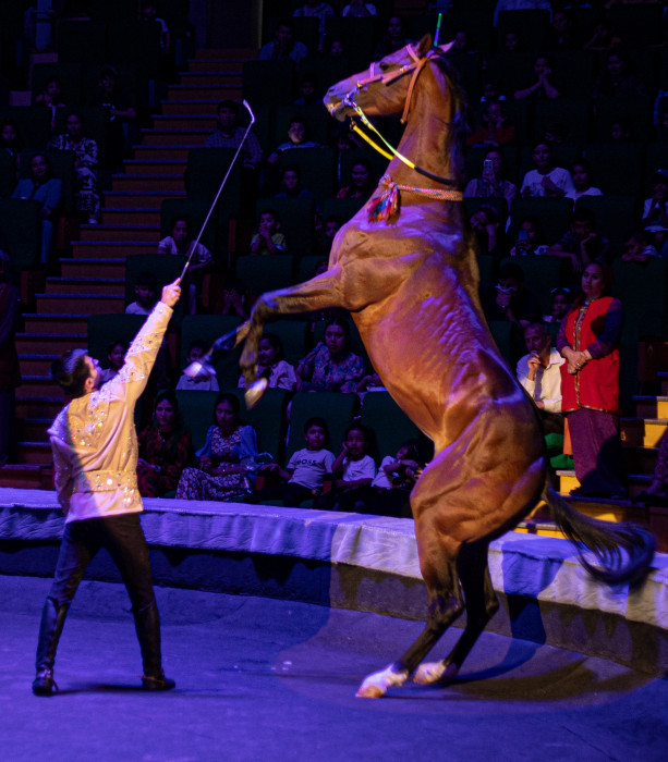 Gyzykly sirk oýunlary