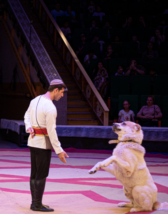 Täzeden-täze şowhunly çykyşlar